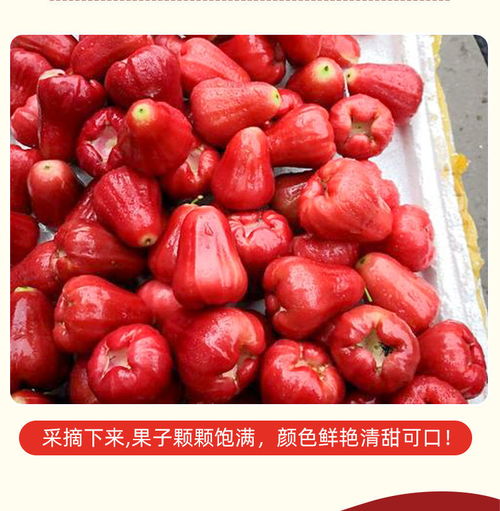 熱帶珍果正當(dāng)時(shí) 泰國黑金剛蓮霧新鮮上市，孕婦與養(yǎng)生族的上選之品